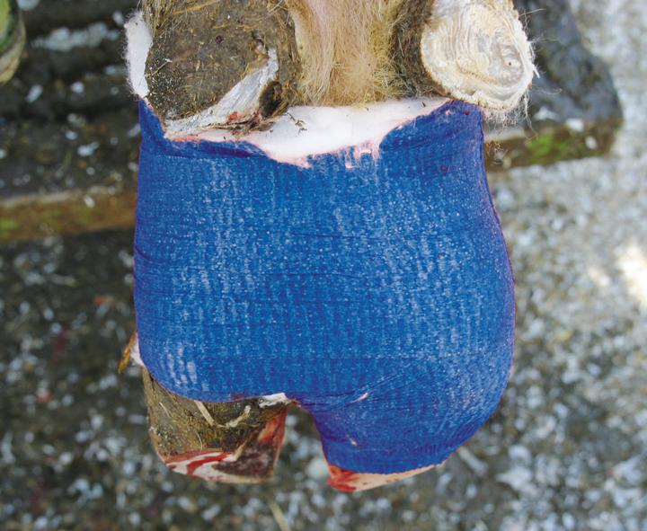 Actual product image Kerbl Claw bandage VETlastic