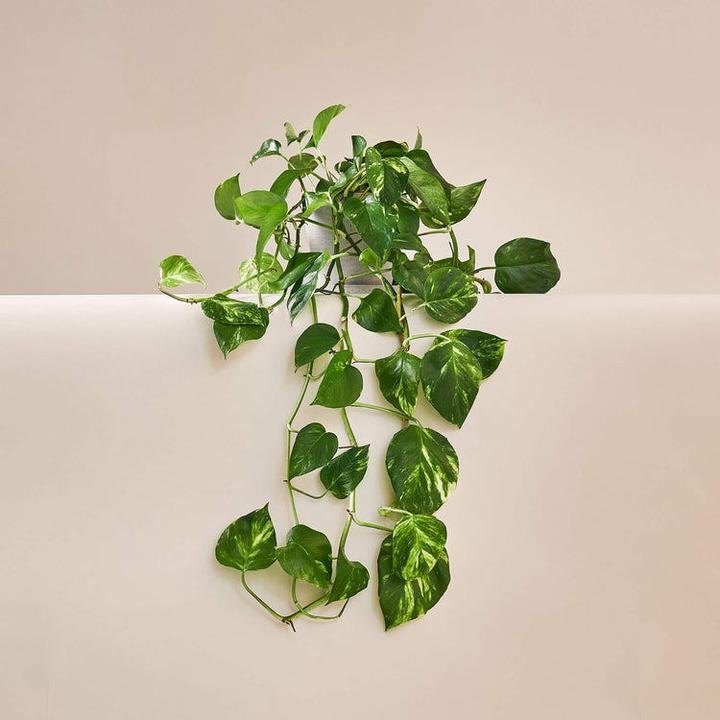 Actual product image Mary and Plants Ivy Pinnatum Aureum with terracotta pot (50 cm)