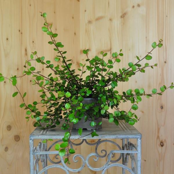 Produktbild Säntispracht 4 er Set, Mühlenbeckie - Muehlenbeckia complexa Grobblättrig (15 cm)