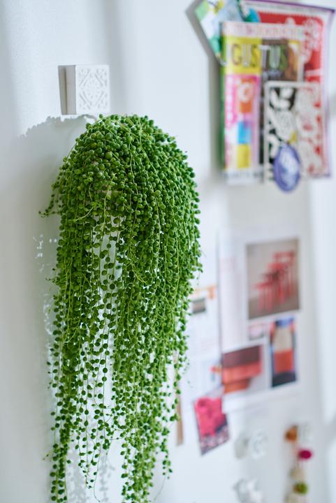 Produktbild Plant in a Box Senecio Rowleyanus - Perlenkette (20 cm)