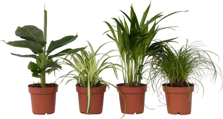 Actual product image Plant in a Box Chlorophytum, Cyperus, Musa, Areca - Mixture of 4 Pet-friendly plants (25 cm)