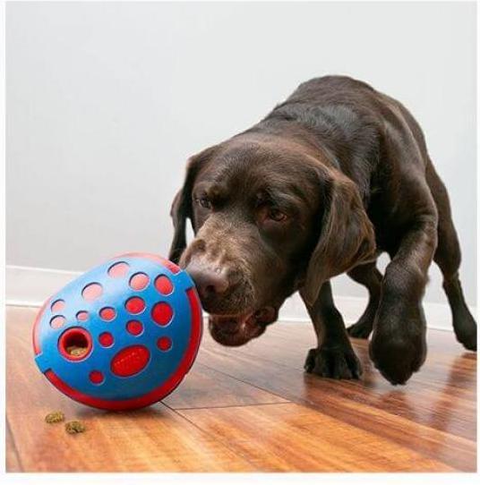 Actual product image KONG Rewards Wally (Dog chew toy)