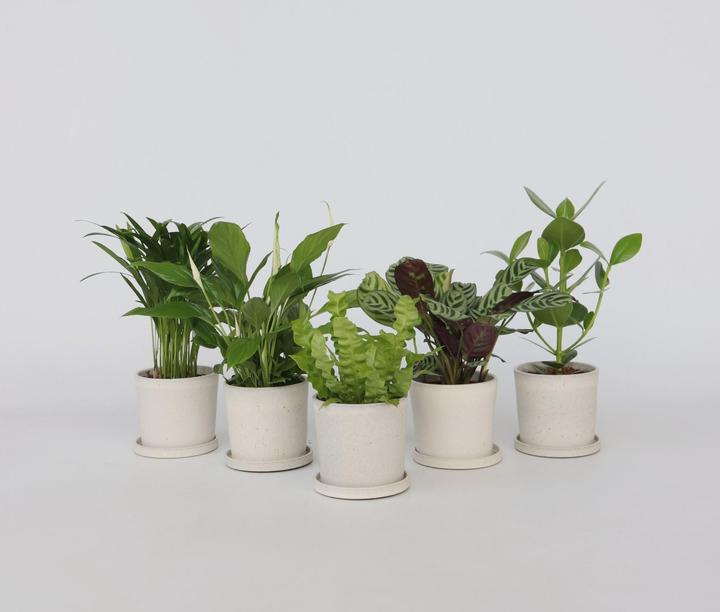 Actual product image Plant in a Box Areca, Asplenium, Clusia, Philodendron, Spathiphyllum - 5 Mix Air Purifying Plants (25 cm)