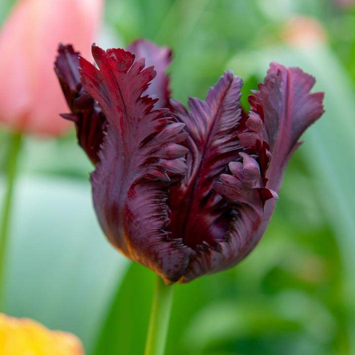 Actual product image Plant in a Box Tulipa Black Parrot - Set of 21 tulips (10 cm)