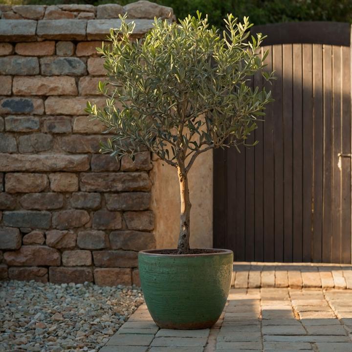 Produktbild Plant in a Box Olea Europaea - Olivenbaum (80 cm)