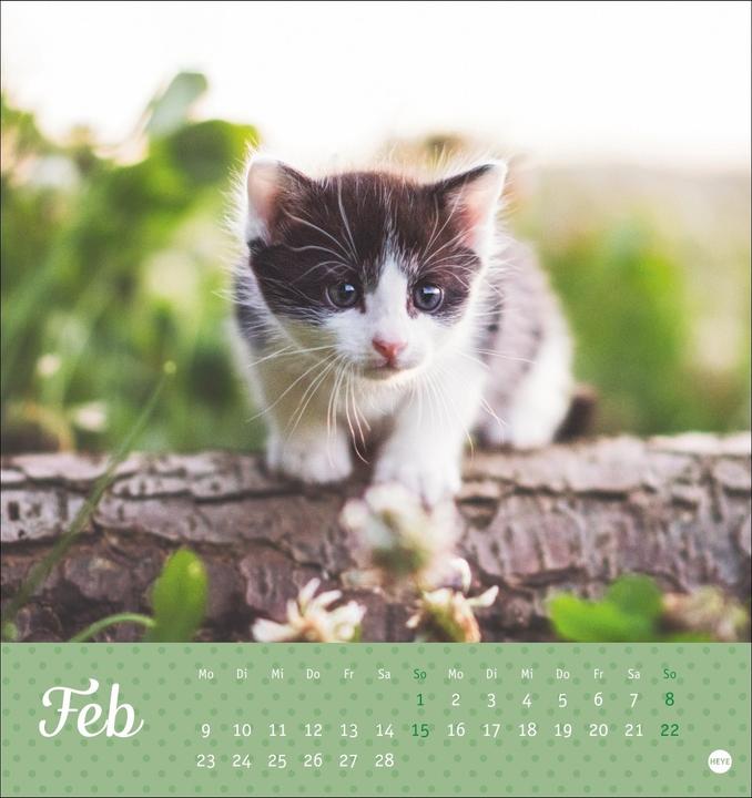 Produktbild Katzen Postkartenkalender Kleine Tiger 2026 (16 x 17 cm, Harter Einband, Deutsch)