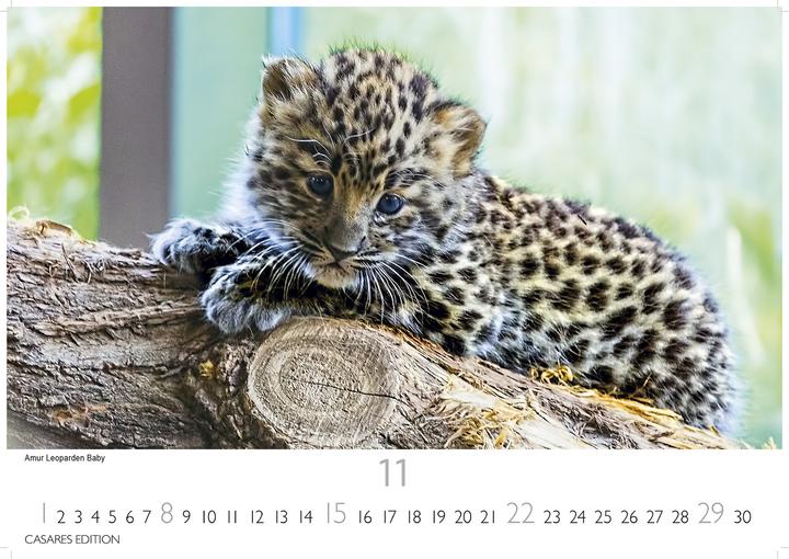 Produktbild Big Cats 2026 S 24x35cm (24 x 35 cm, Deutsch)