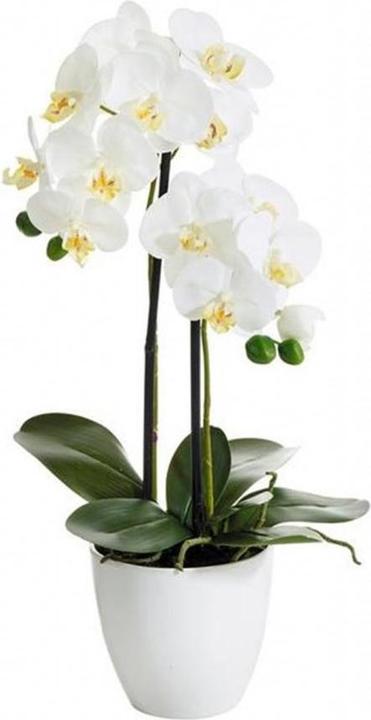 Produktbild Botanic-Haus Phalaenopsis (Orchidee) (54 cm)