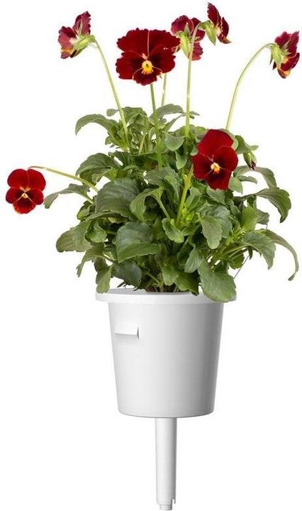 Image du produit Click and Grow Semences de pensées rouges pack de 3