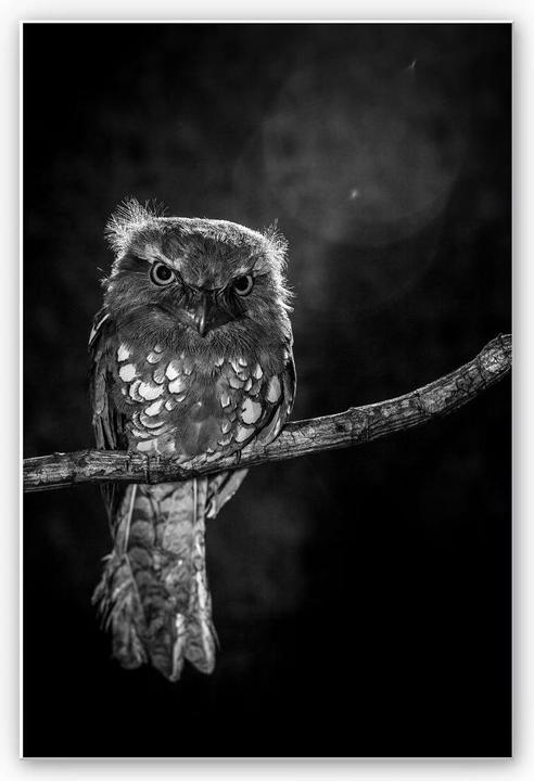 Image du produit Trenddeko Wilianto - Hibou furtif (40 x 60 cm)