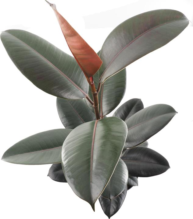 Produktbild Migros Ostschweiz Ficus elastica (67 cm, Tierfreundlich)