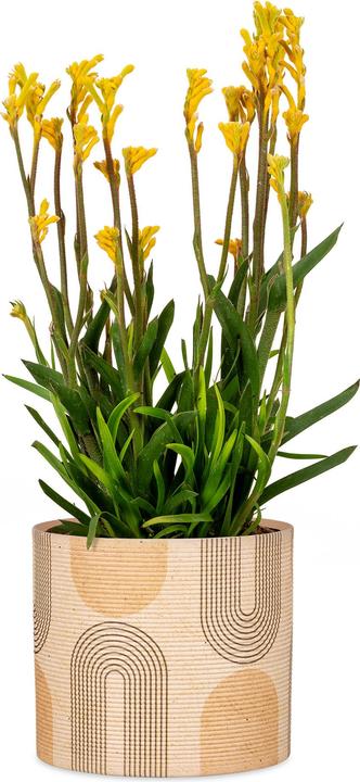 Produktbild Scheurich Blumentopf aus Keramik, Farbe: Arcade, 16 cm Durchmesser, 15 cm hoch, 2,6 l Vol. (16 cm)
