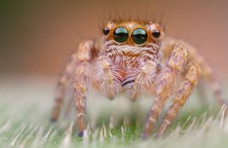 Immagine prodotto Venus Optic Laowa 25 mm f/2,8 2,5-5x UltraMacro Canon EF (Canon EF, Full-frame)