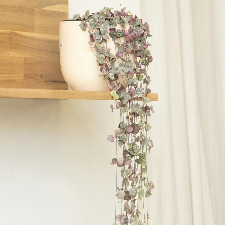 Actual product image Plant in a Box Ceropegia linearis Woodii - sinker chain heart leaf (30 cm)