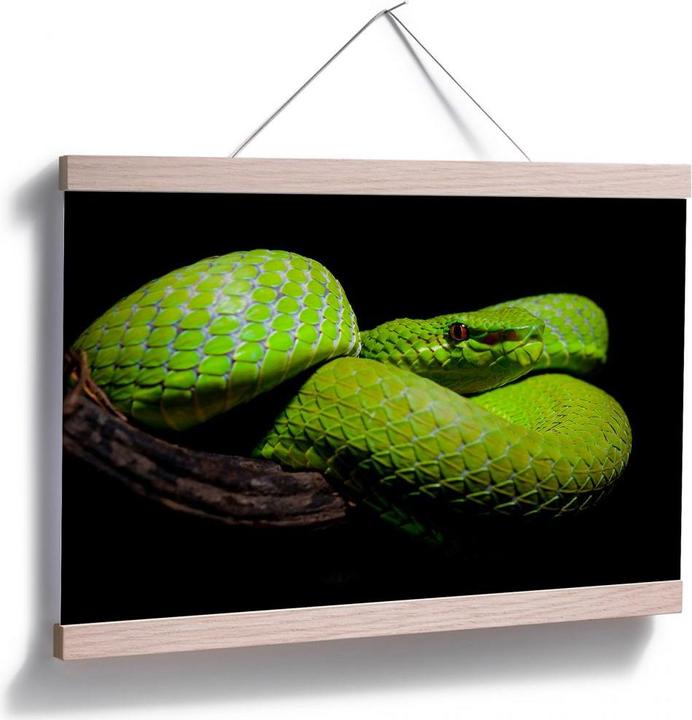 Produktbild Trenddeko Hakonsen - Die grüne Pit-Viper (45 x 30 cm)