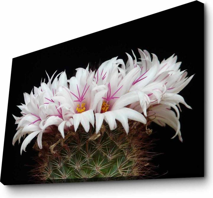 Produktbild Wallxpert Bria (45 x 70 cm)