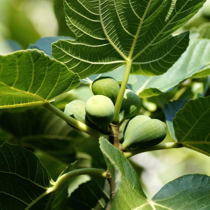 Produktbild Plant in a Box Ficus Carica - Feigenbaum (70 cm)