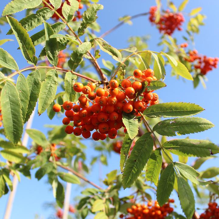 Produktbild Zulauf Eberesche, Vogelbeere / Sorbus aucuparia (100 cm)