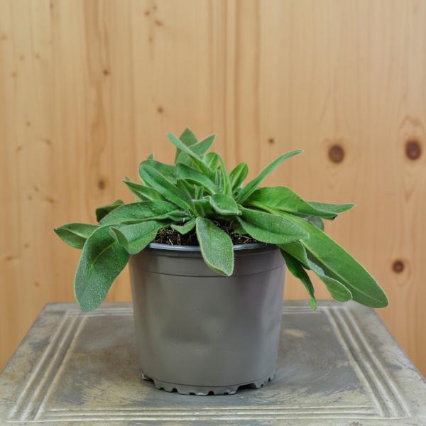 Produktbild Säntispracht 4 er Set, Gemeiner Natterkopf - Echium vulgare Gemeiner Natterkopf (100 cm)