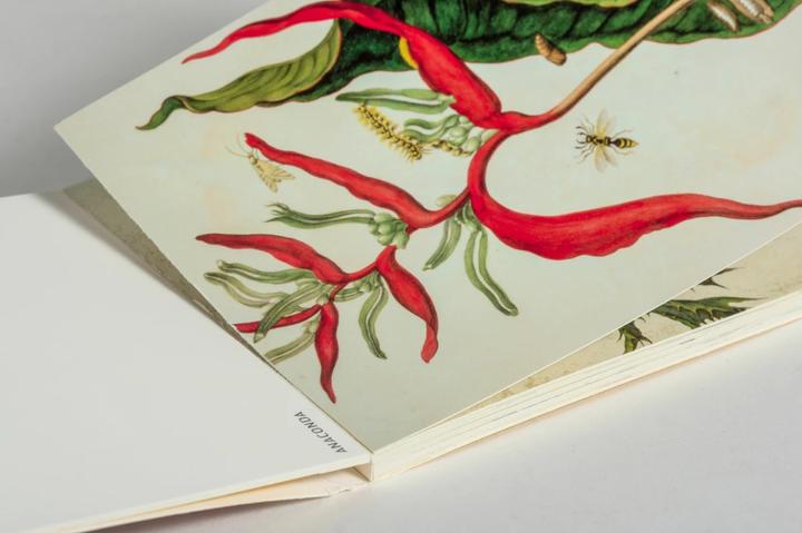Actual product image Postcards set Maria Sibylla Merian (20 pcs.)