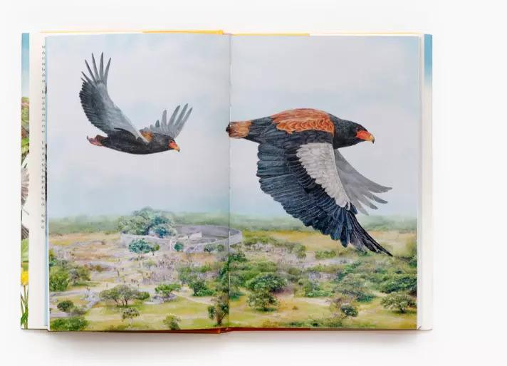 Actual product image In 80 Vögeln um die Welt (German, Mike Unwin, Ryuto Miyake, Bettina Eschenhagen, 2022)