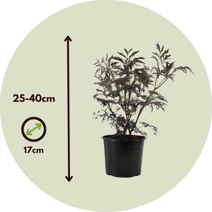 Actual product image Plant in a Box Sambucus nigra 'Black Lace' - set of 2 elderberries (25 cm)
