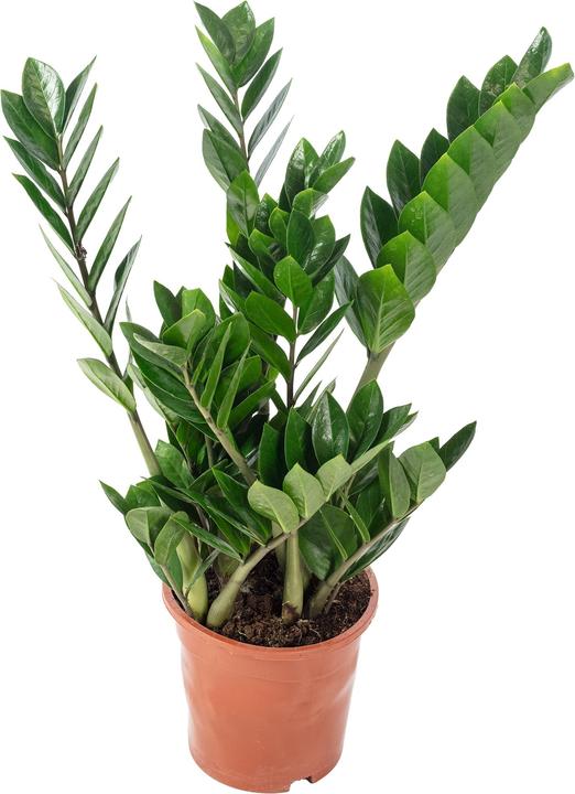 Actual product image Flowerbox Lucky Feather - Zamioculcas zamiifolia (55 cm)