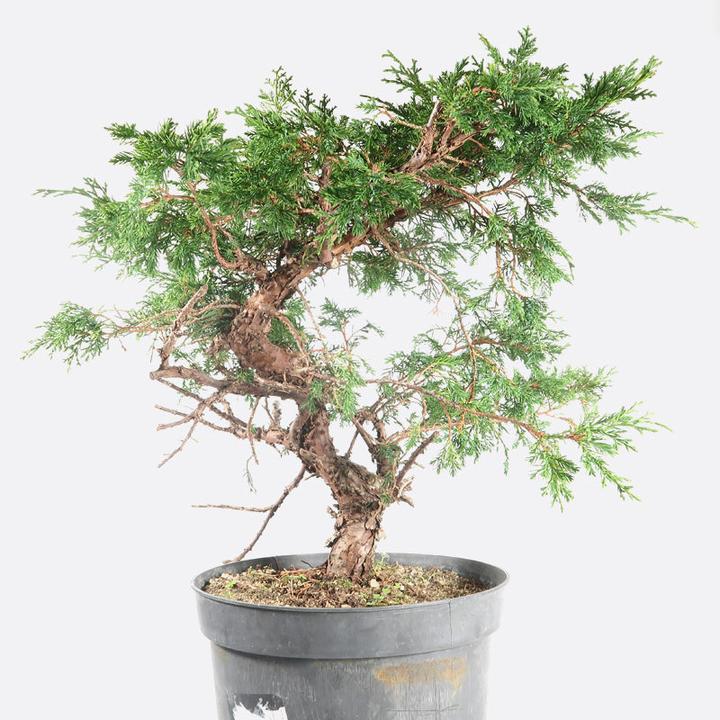 Image du produit Bonsai.ch Juniperus Itoigawa Genévrier cm (55 cm)