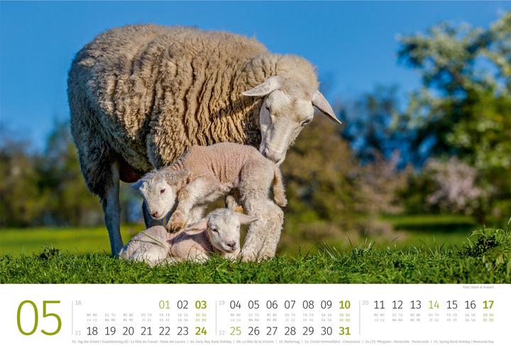 Actual product image Schafe Kalender 2026 (45 x 33 cm, Hardcover, German, French, Italian, English)