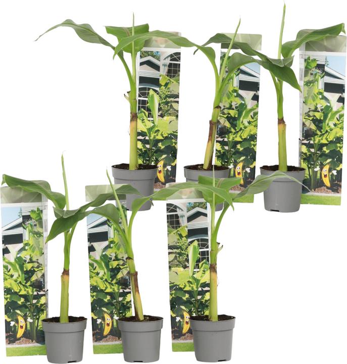 Produktbild Plant in a Box Musa Basjoo - Bananenpflanzen (25 cm)