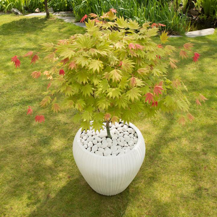 Immagine prodotto Plant in a Box Acer palmatum 'Moonrise' - Acero (40 cm)