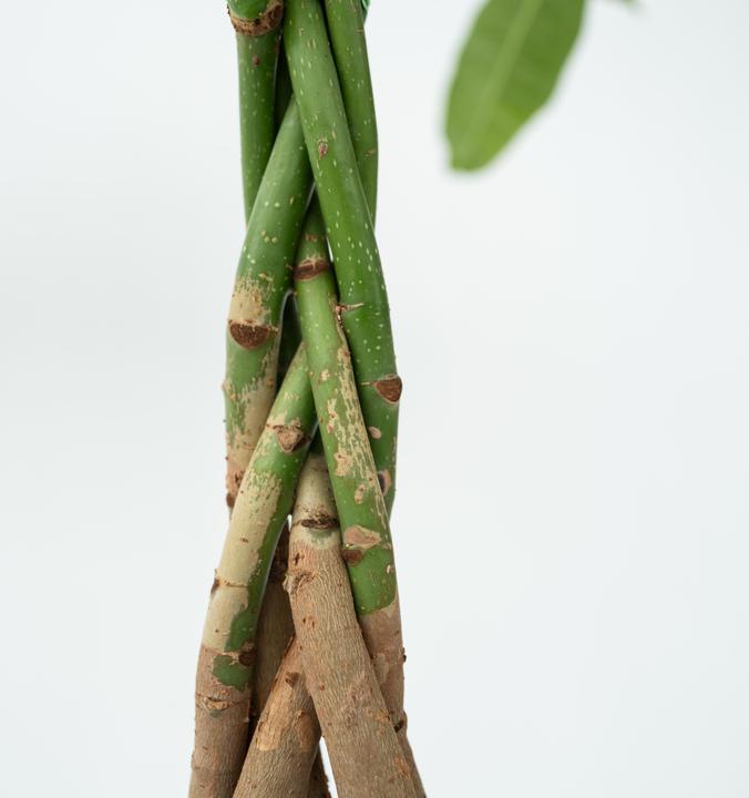 Actual product image Plant in a Box Pachira aquatica - set of 2 money tree (60 cm)