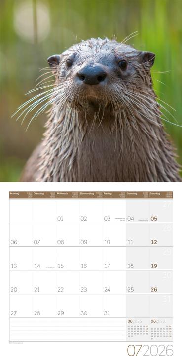 Produktbild Otter Kalender 2026 - 30x30 (30 x 30 cm, Harter Einband, Deutsch)