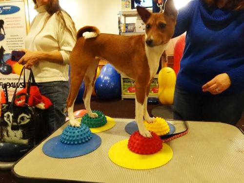 Produktbild FitPaws Target (One Size, Agility)