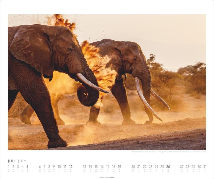 Actual product image Elefanten Kalender 2026 (55 x 46 cm, German)