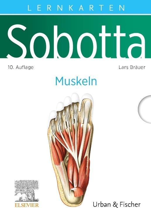 Produktbild Bräuer:Sobotta Lernkarten Muskeln (Deutsch, Lars Bräuer, 2024)
