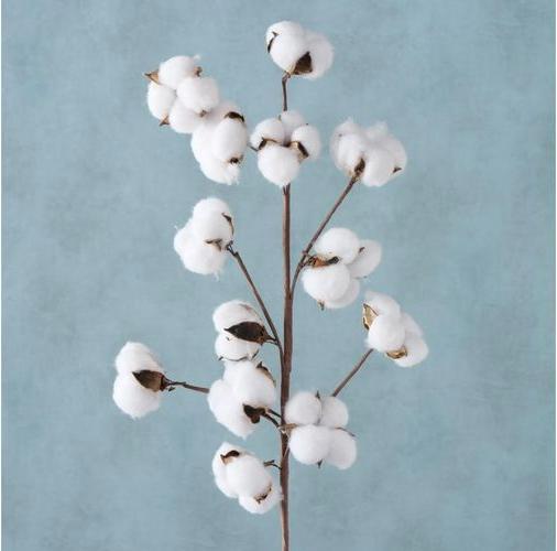 Actual product image Boltze Home Cotton (68 cm)