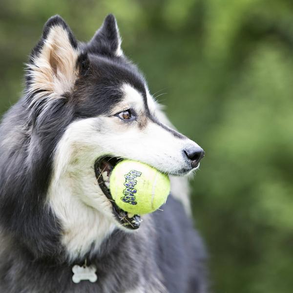 Image du produit KONG Le bal d'AirDog Squeakair (Jouet à balle chien)