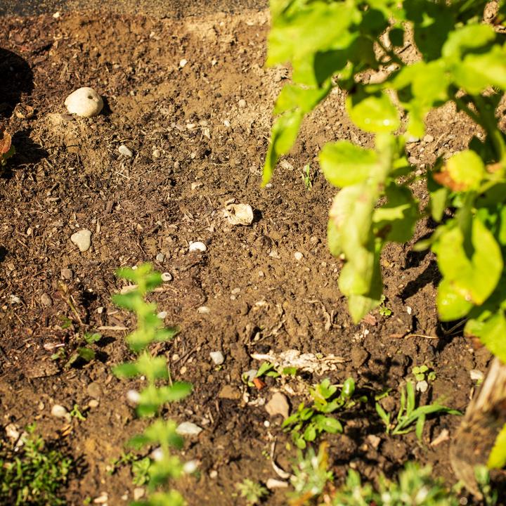Produktbild UPP Gartenfräse 2 in 1 Handgerät Krümler Kultivator Bodenkrümler Sternfräse
