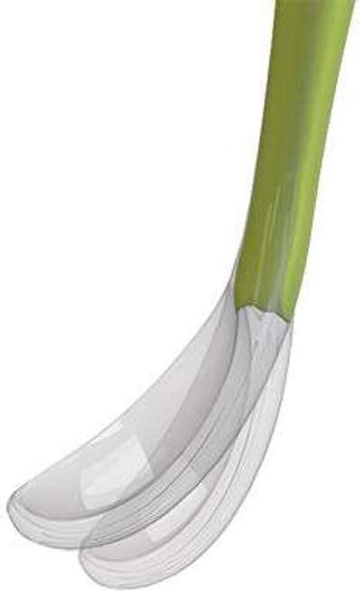 Actual product image Chicco soft spoon