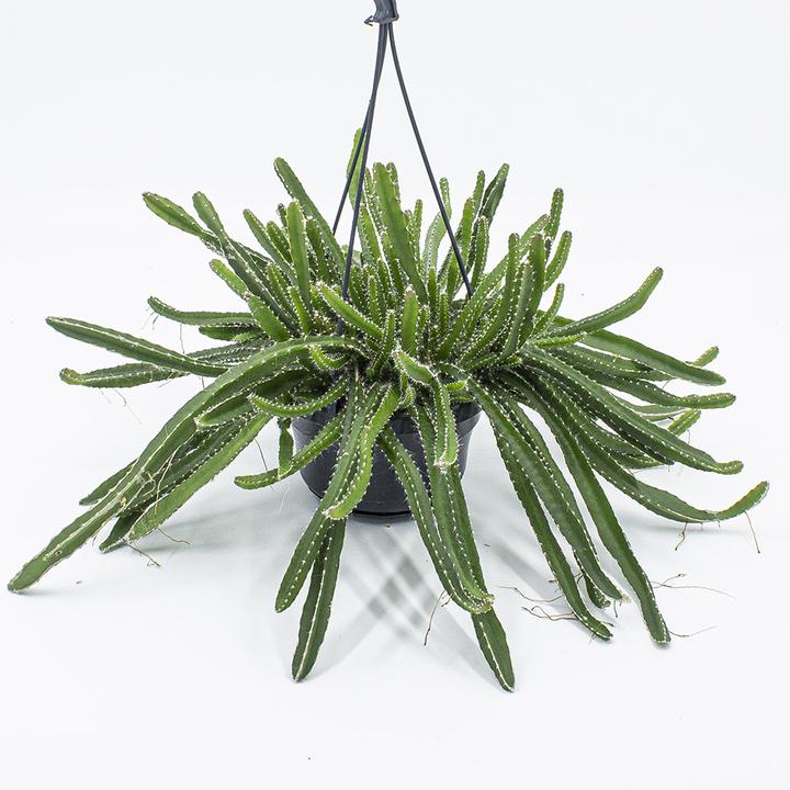Actual product image Kakteen Gautschi Hylocereus undatus Hänger (30 cm)