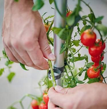 Productafbeelding Gusta Garden Tomaat (35 cm)