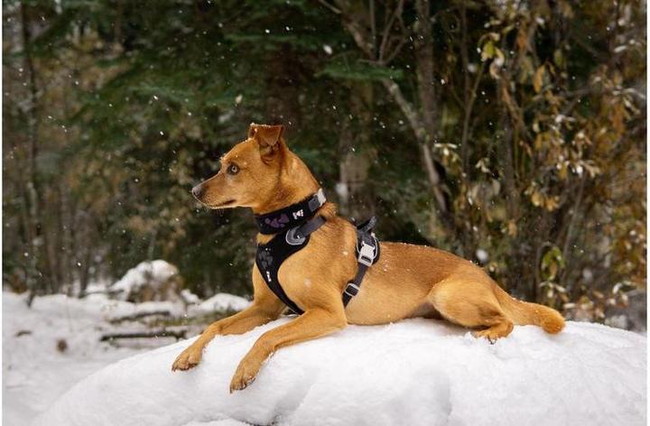 Produktbild Hurtta Geschirr Weekend Warrior ECO (XXL, Hund, Allgemein)