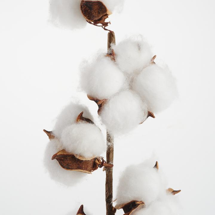 Actual product image DPI Cotton branch, L 49 cm