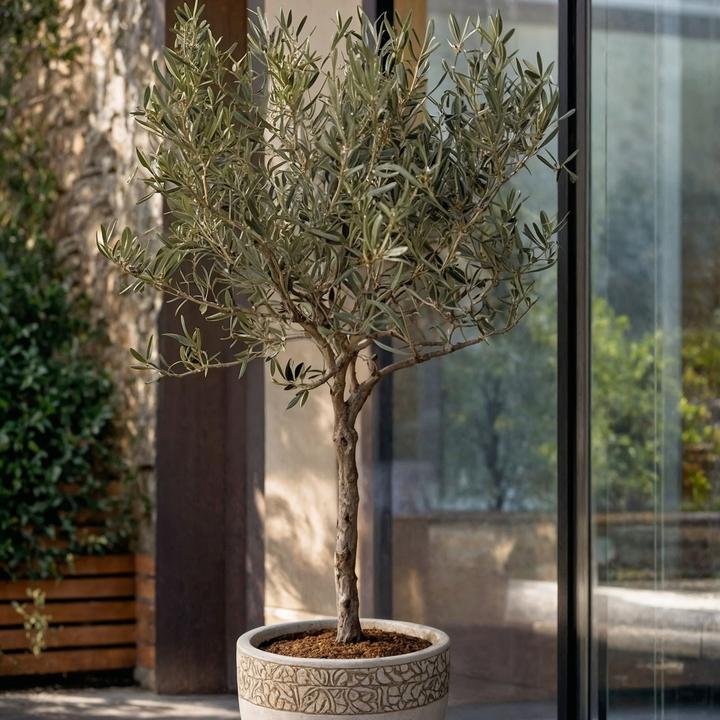 Produktbild Plant in a Box Olea europaea - Olivenbaum (45 cm)