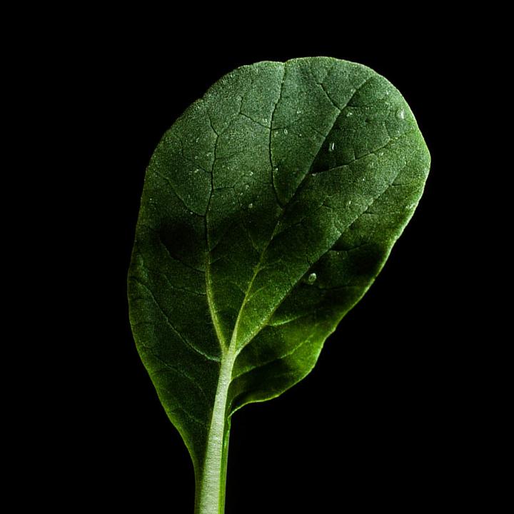 Immagine prodotto Plantui Tatsoi (Semi di verdura)
