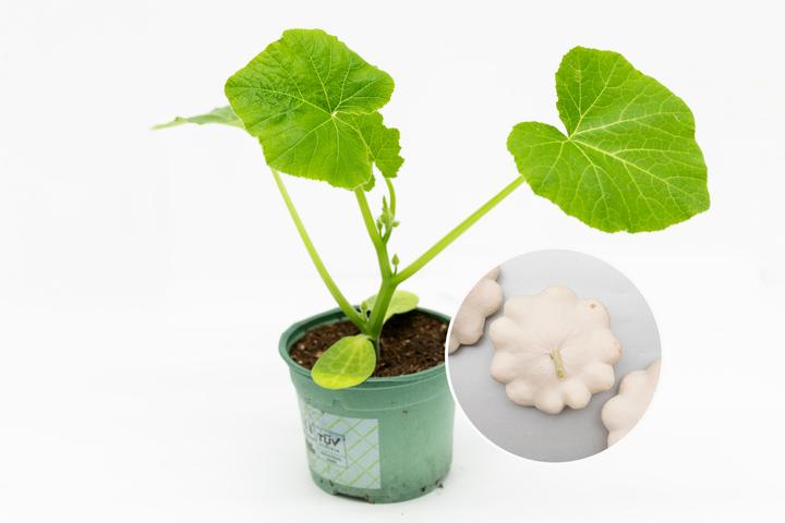 Produktbild Zollinger Bio Setzling, Kürbis Patisson, Weisser (100 cm)