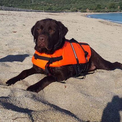 Produktbild Croci Schwimmweste für Hunde (35, Hundeschwimmweste)