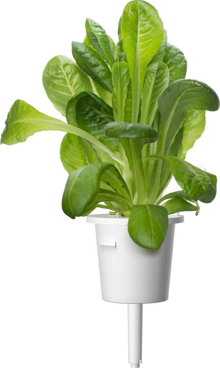 Actual product image Click and Grow Romain Lettuce (Seedlings)