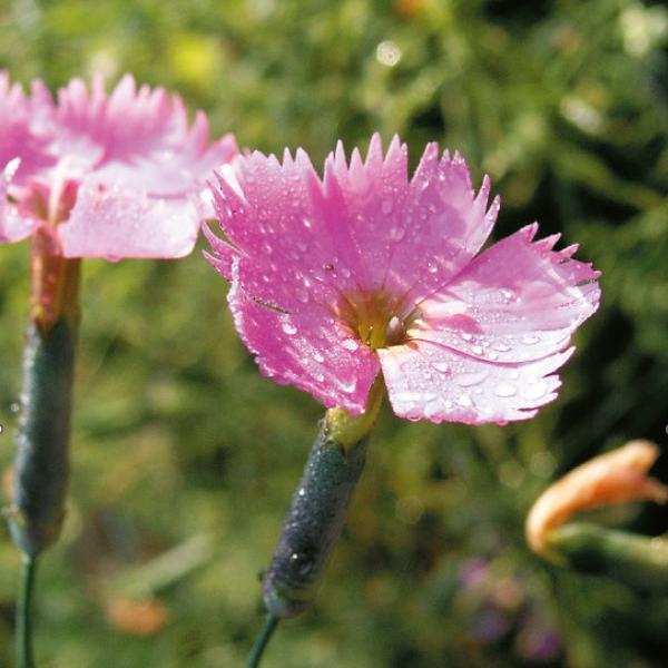 Produktbild Säntispracht 6 er Set, Stein-Nelke - Dianthus sylvestris Stein-Nelke (30 cm)